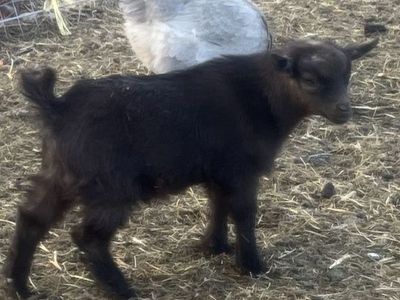 Registered Pygmy Bucklings