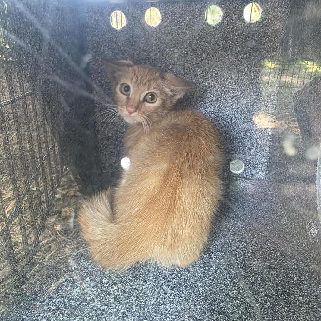 Hello my name is Inky