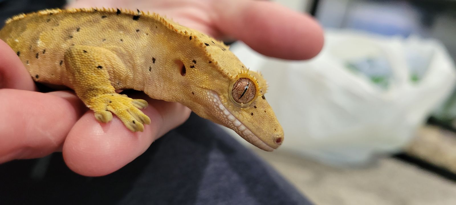Adorable Female Flame-Dalmatian Crested Gecko
