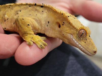 Adorable Female Flame-Dalmatian Crested Gecko