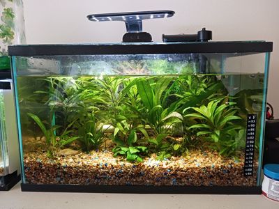 10 gallon aquarium
