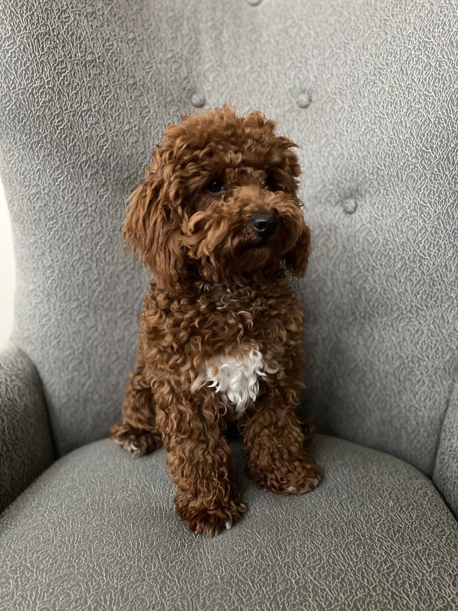 DEEP RED TOY POODLE STUD