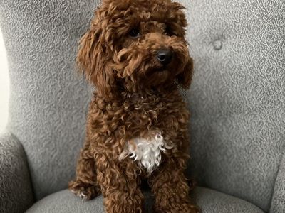 DEEP RED TOY POODLE STUD
