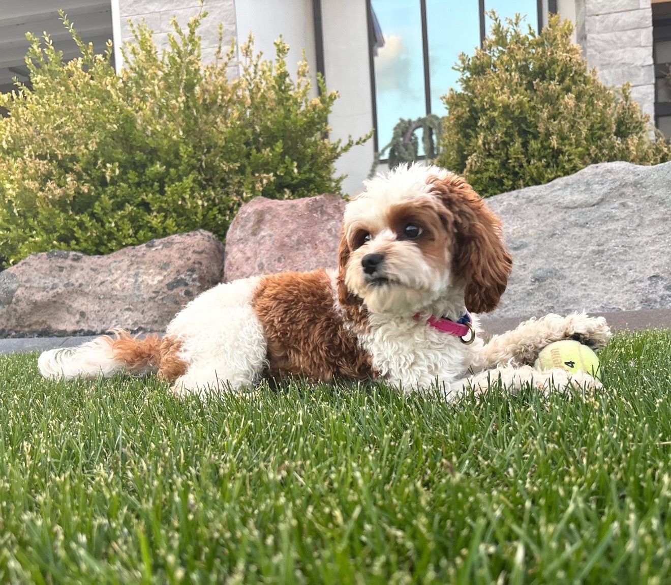 8 lbs Red Blenheim F1b Cavapoo Stud Service+Package Hypoallergenic Teddy Bear Puppies