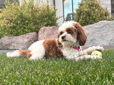 8 lbs Red Blenheim F1b Cavapoo Stud Service+Package Hypoallergenic Teddy Bear Puppies
