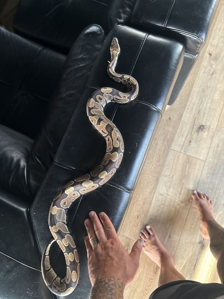 7 year old Ball Python