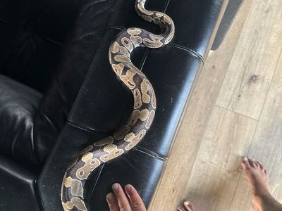 7 year old Ball Python