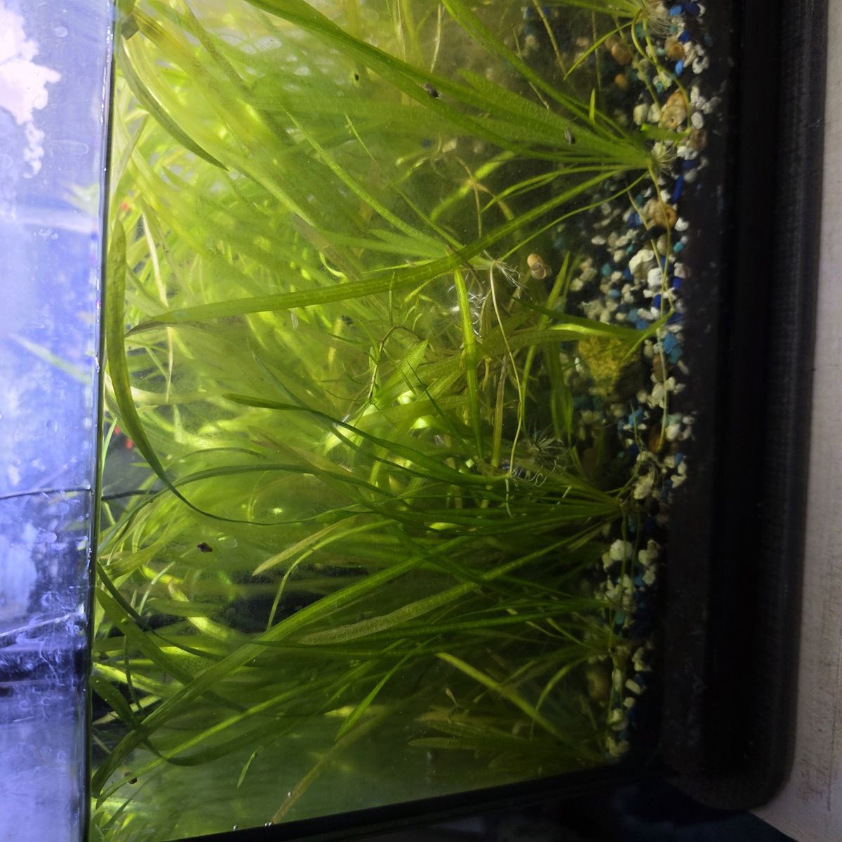 Aquarium grass