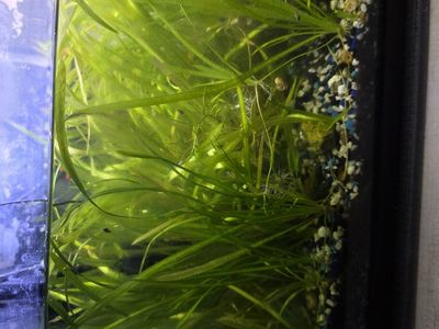 Aquarium grass
