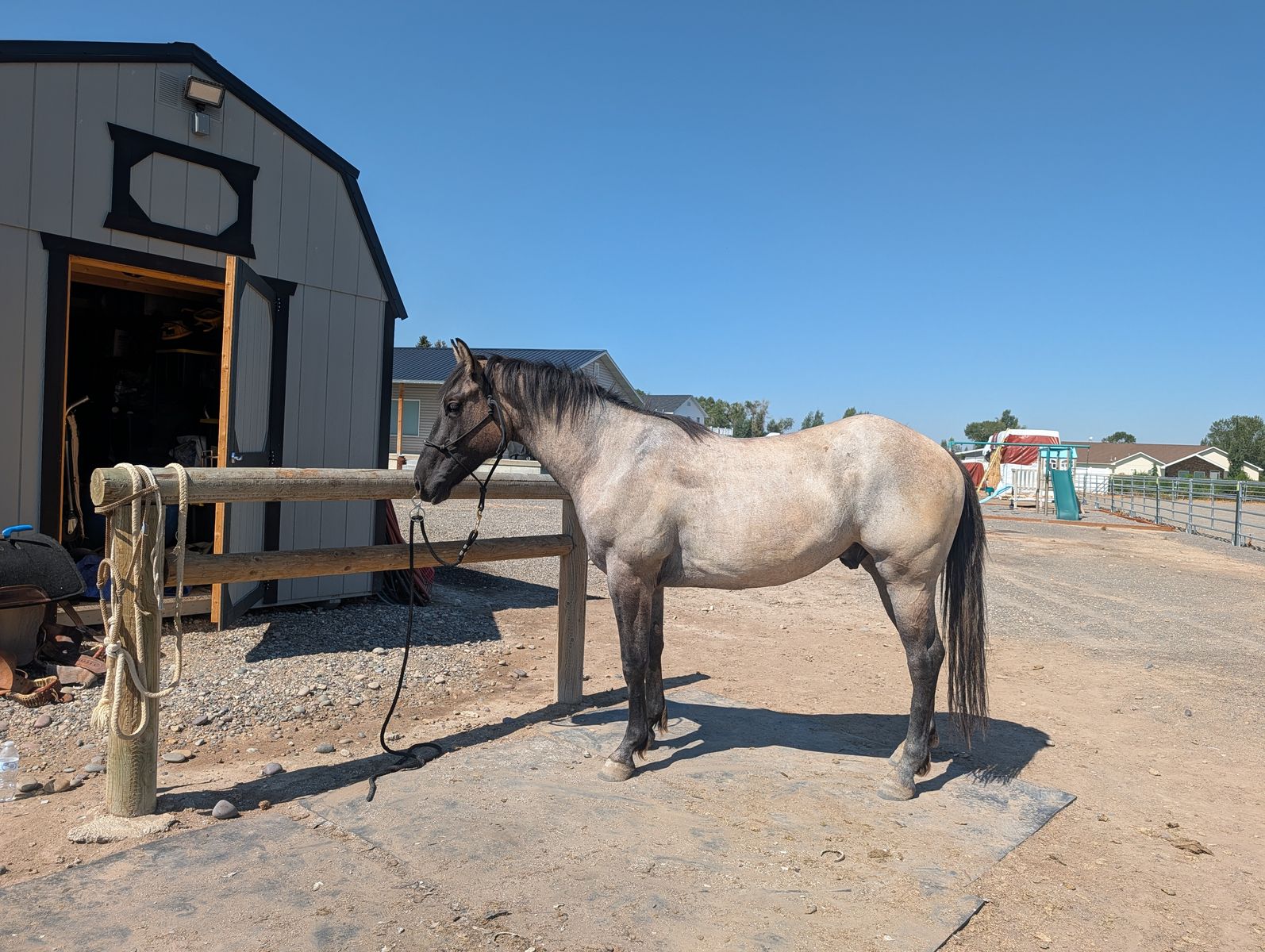 2 year old 1/4 draft gelding