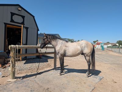 2 year old 1/4 draft gelding