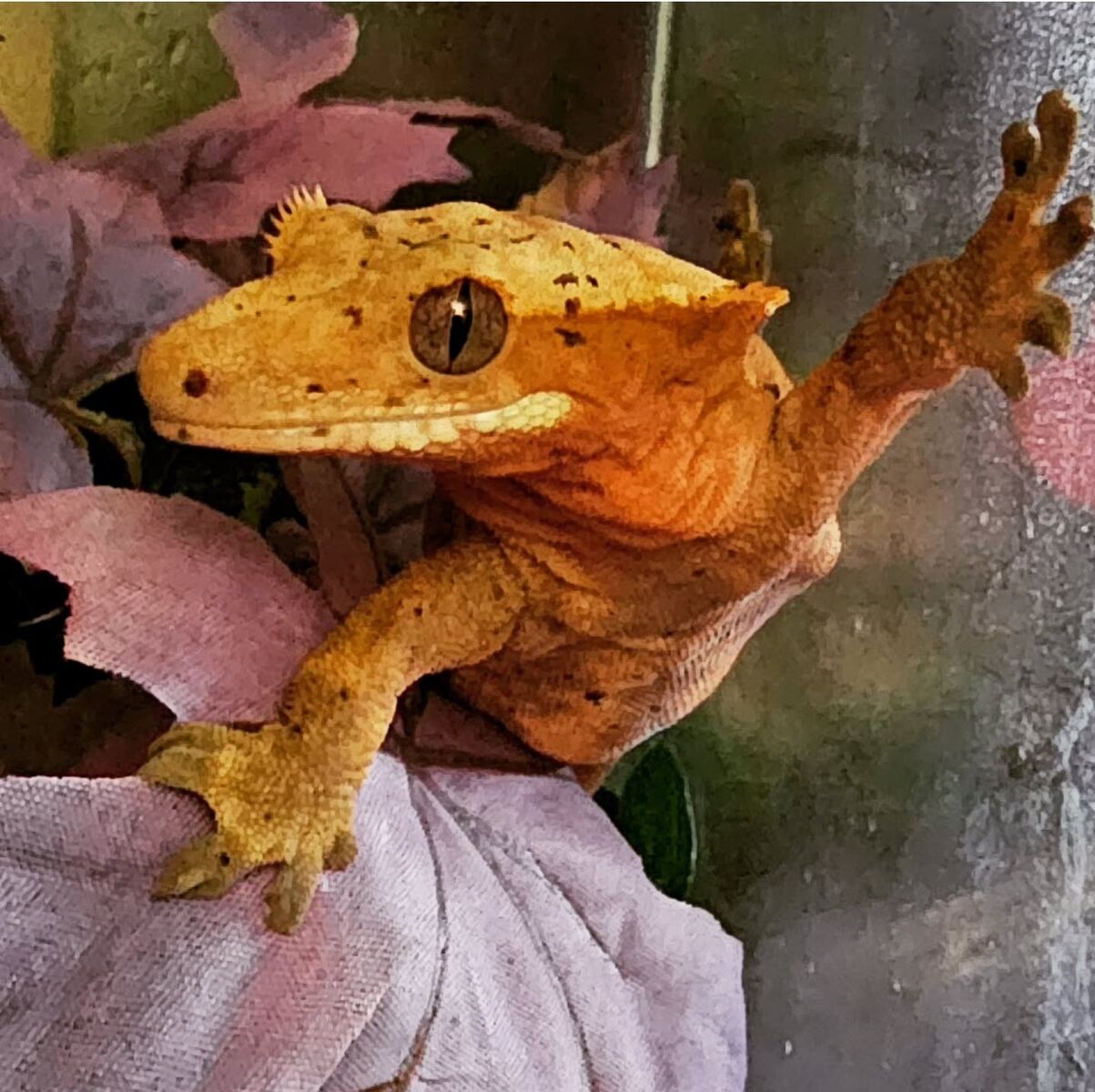 Make me an offer-Female Dalmation Crested Gec