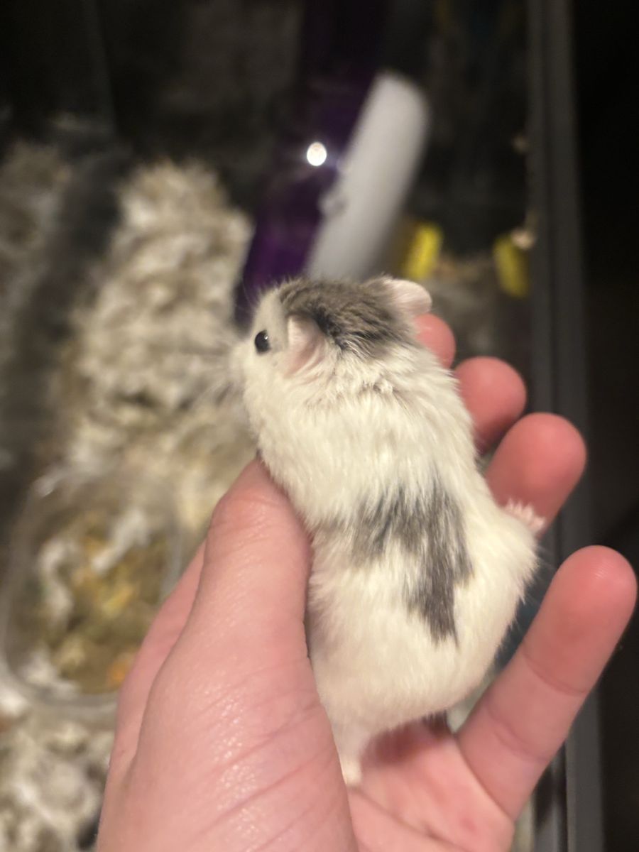 Mother father and now 1 babies dwarf hamsters