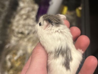 Mother father and now 1 babies dwarf hamsters