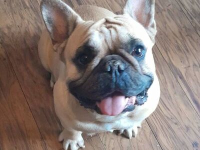 French Bulldog Puppies