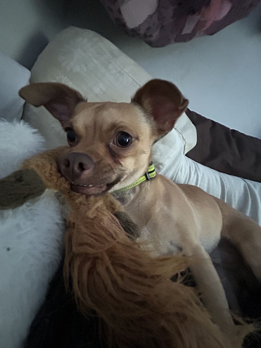 2 year old chihuahua
