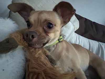 2 year old chihuahua