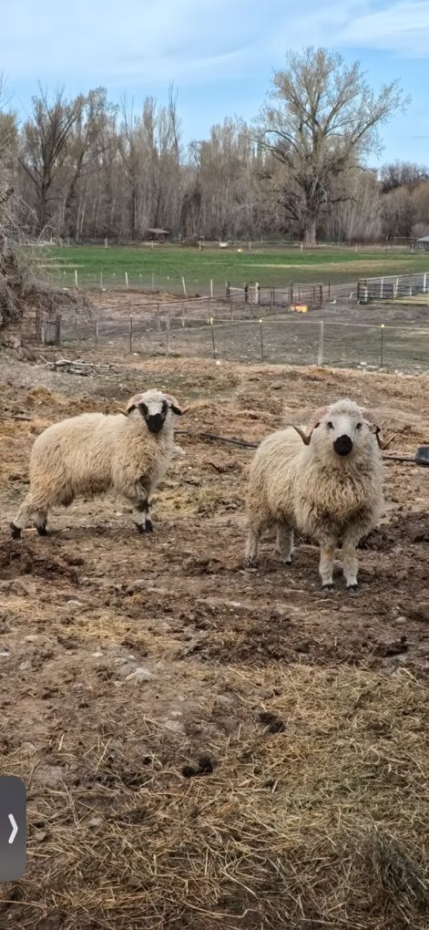 Valais Cross Rams