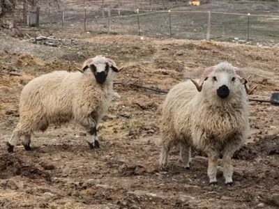 Valais Cross Rams
