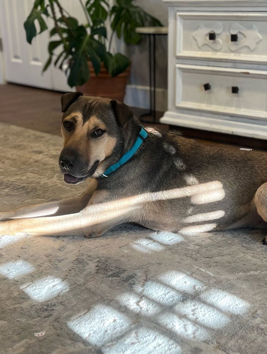 Shar Pei Mix