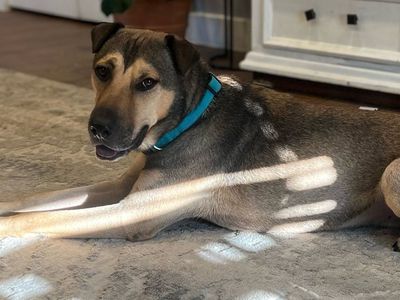 Shar Pei Mix