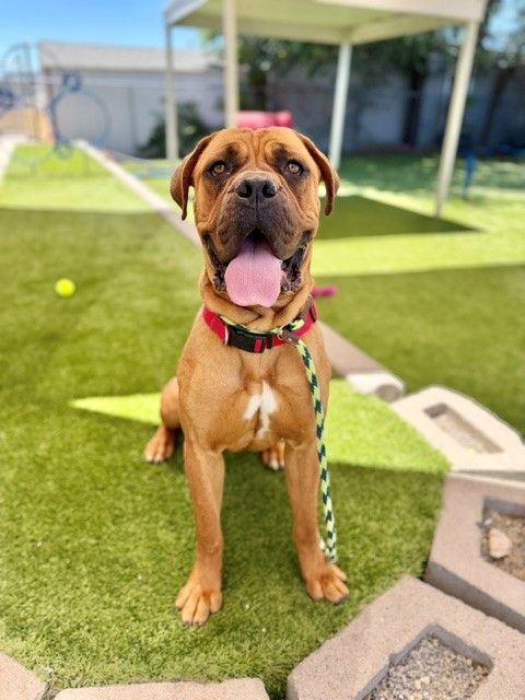 A162807 Honey is Available for Adoption!