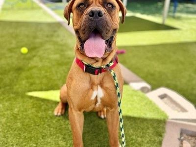 A162807 Honey is Available for Adoption!