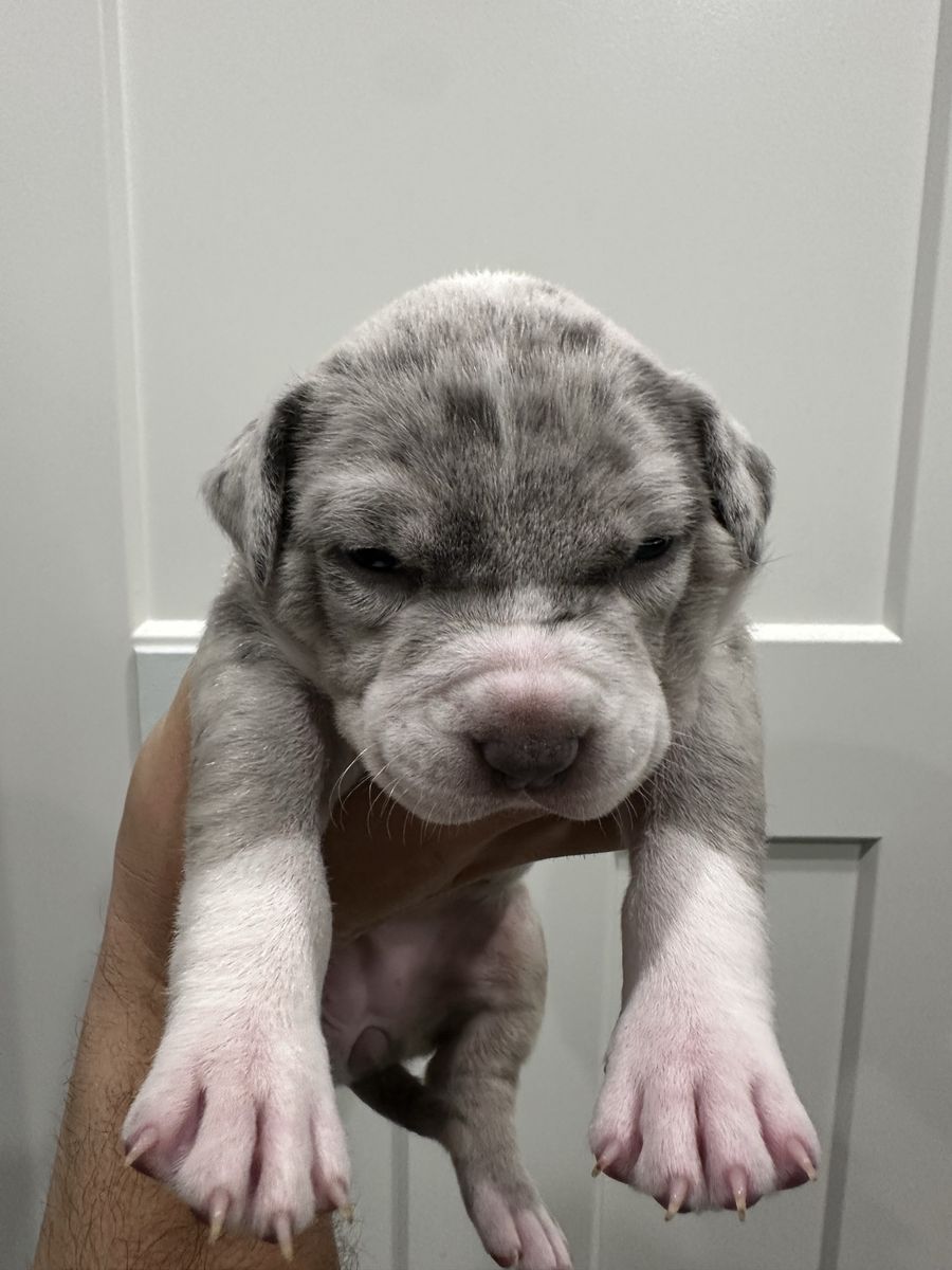 XL American Bullies