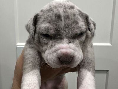 XL American Bullies