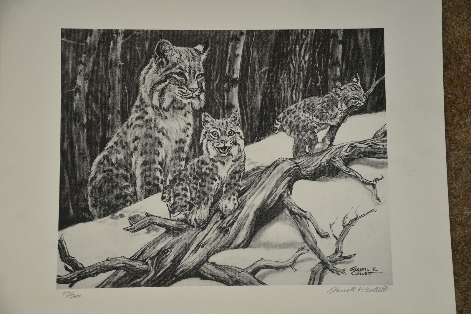 "WILDCAT FAMILY" LIMITED EDITON PRINT ~ FARRELL COLLETT ~ SIGNED ~ NUMBERED ~ 14 3/4 x 11 3/4