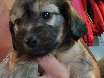 Cute Mixed Puppies - Male and Female Available