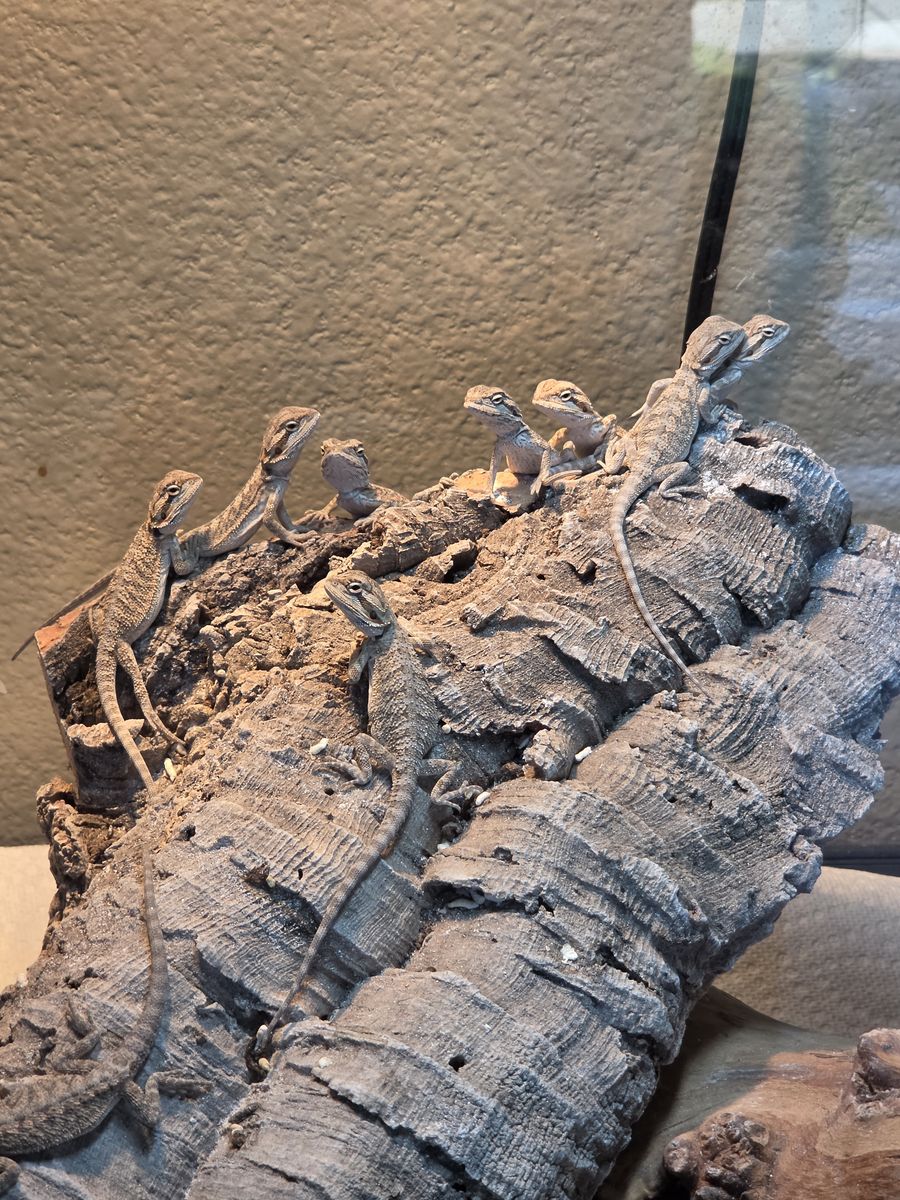 Baby Bearded Dragons