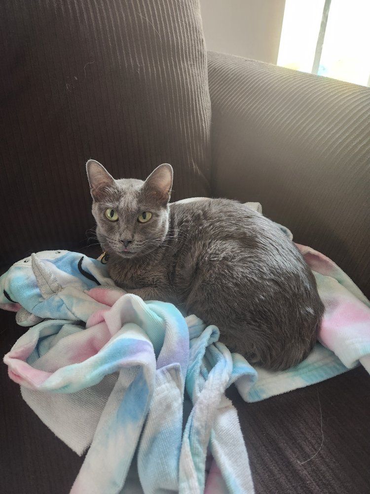5 year old Korat Cat