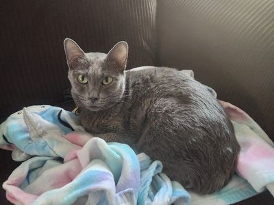 5 year old Korat Cat