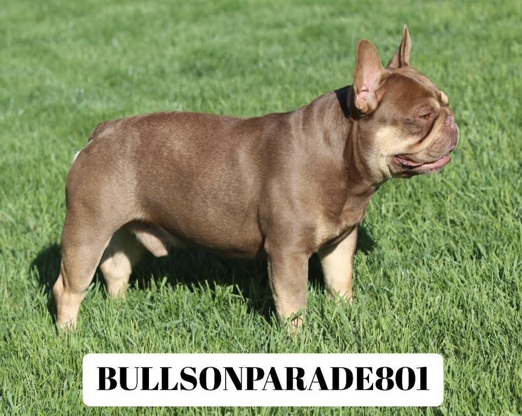 Rare Rojo & tan French Bulldog STUD