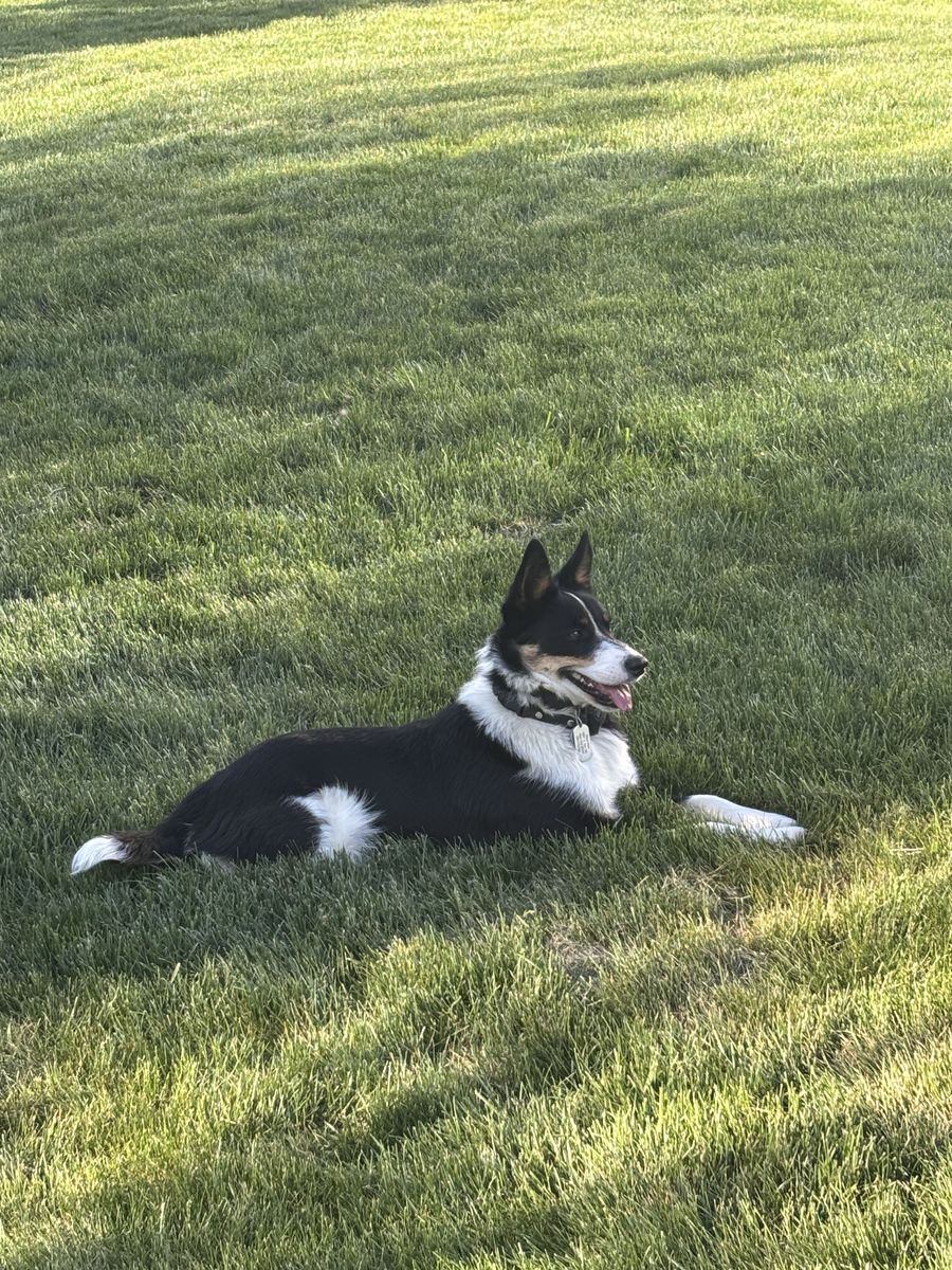 Border Collie (3/4) and Blue Heeler (1/4) Mix