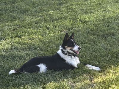 Border Collie (3/4) and Blue Heeler (1/4) Mix