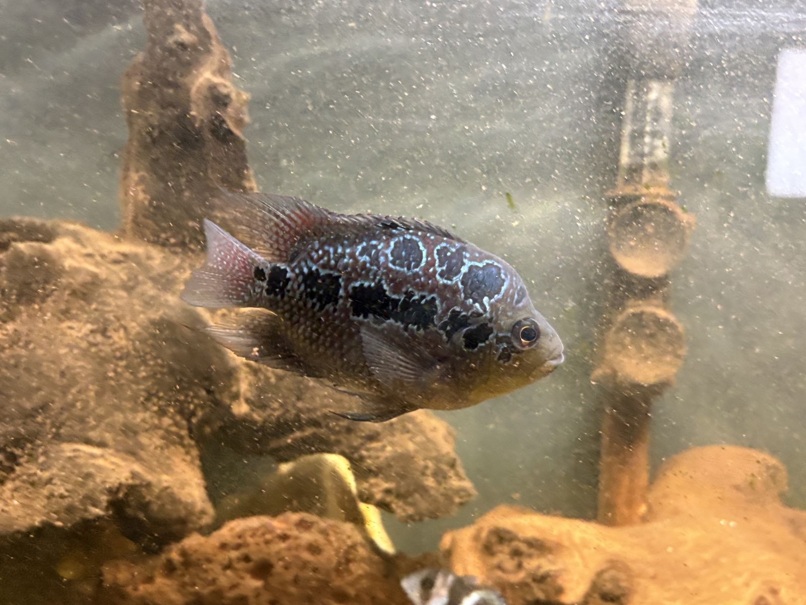 Female FLOWERHORN