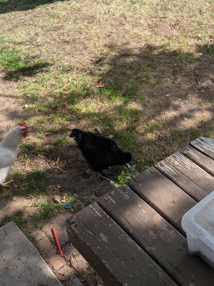 Silkie Roosters - free with pickup!