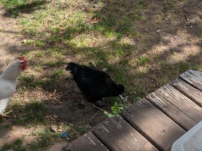Silkie Roosters - free with pickup!