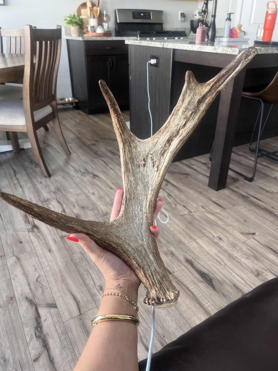 Moose shed