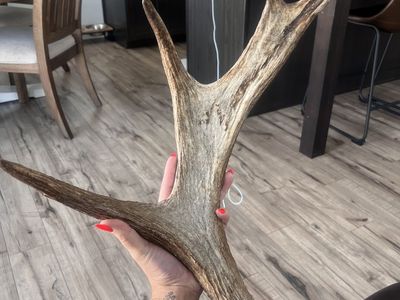 Moose shed