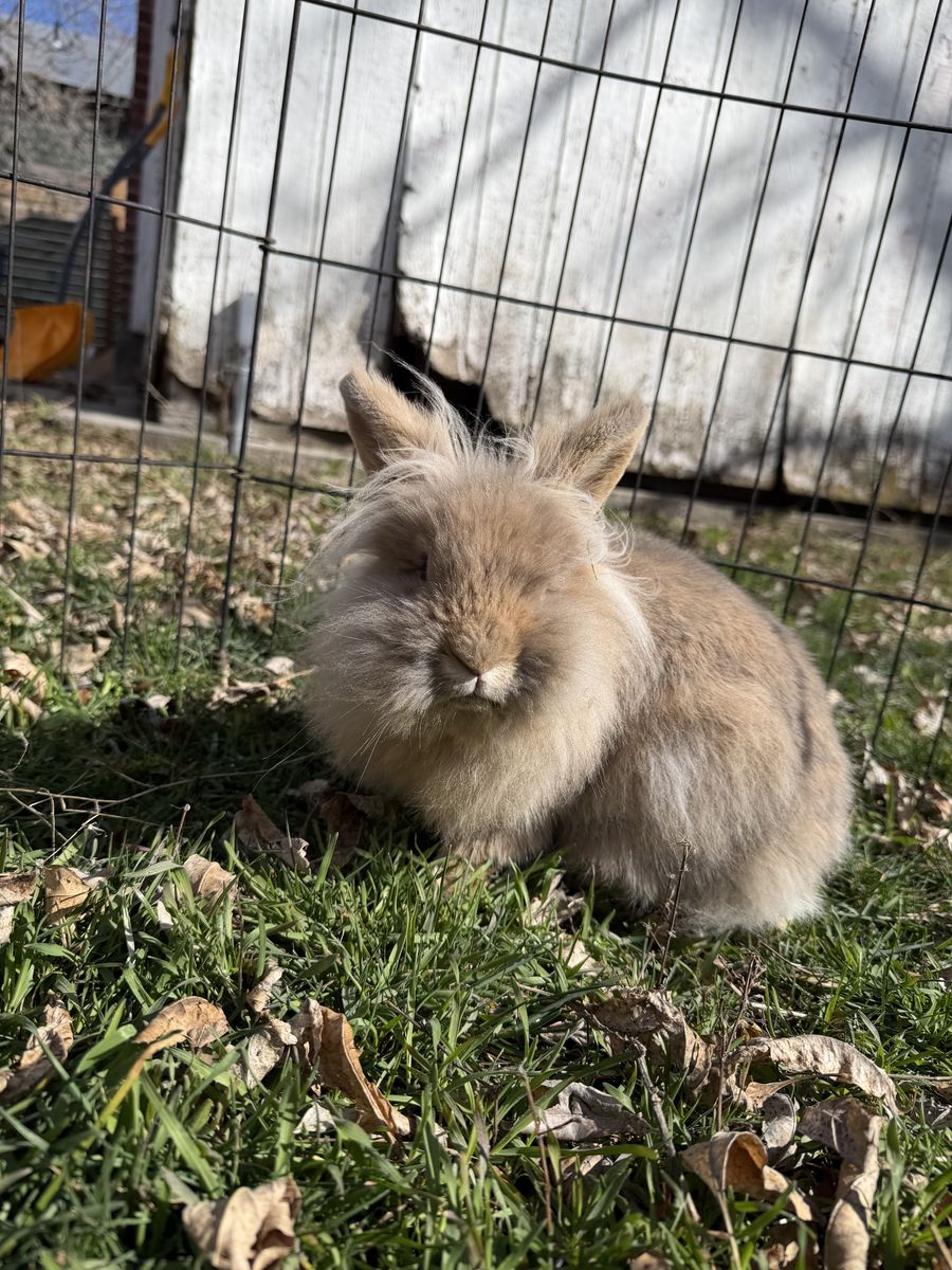 LionHead Bunny