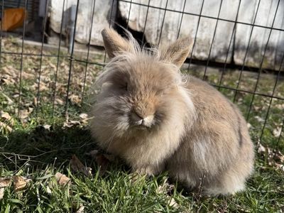 LionHead Bunny