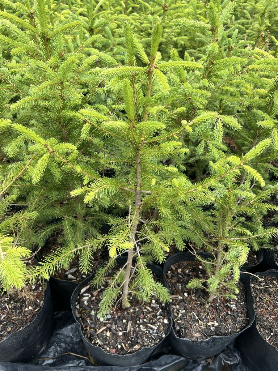 Norway Spruce trees in 3 gal grow bags