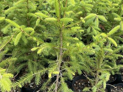 Norway Spruce trees in 3 gal grow bags