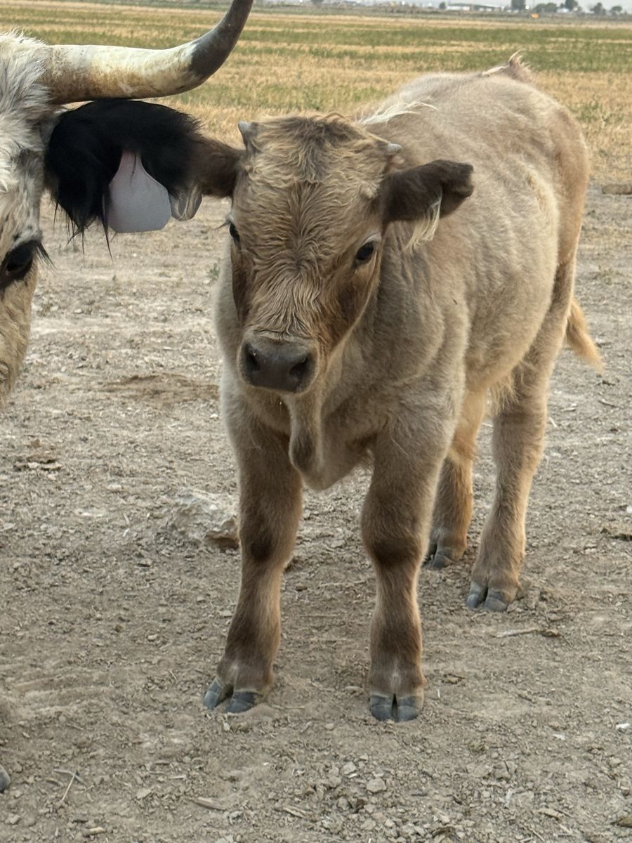4 Month Old Highland / Highpark Bull Calf