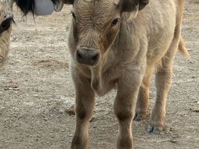 4 Month Old Highland / Highpark Bull Calf