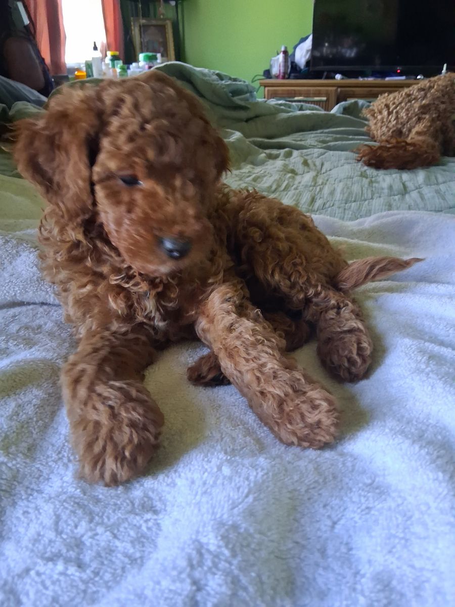 Medium Goldendoodle