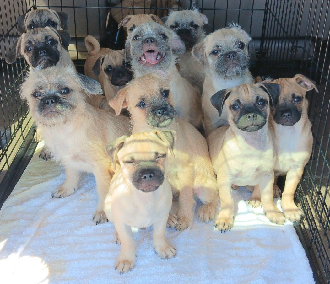 *CUTEST* Yorkie/ Pug & Chihuahua/ Pug. *These Rescue Puppies Deserve A Loving Home*